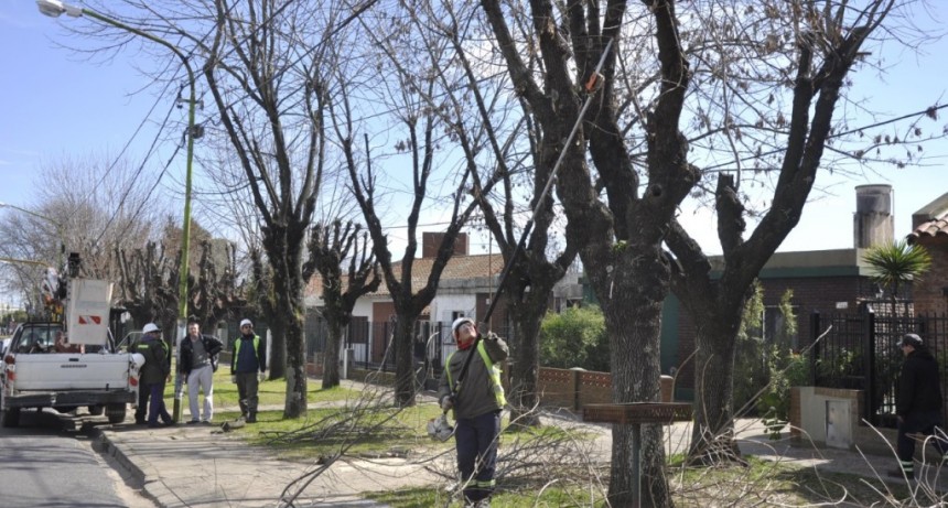 El Municipio aclara que la poda de &aacute;rboles debe realizarse con autorizaci&oacute;n previa