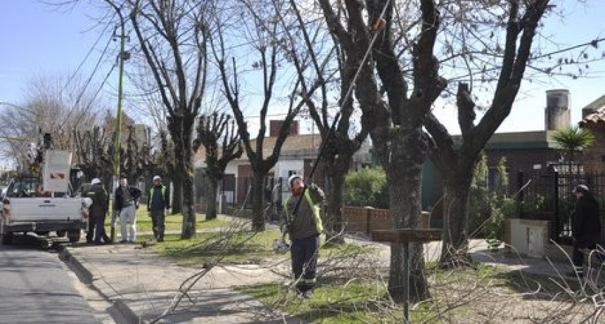 Comienza la temporada de poda y solo se podr&aacute; hacer con permisos previos