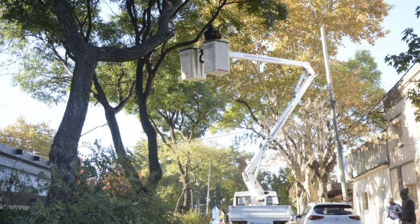 El Municipio sigue con los operativos de poda correctiva en la ciudad 