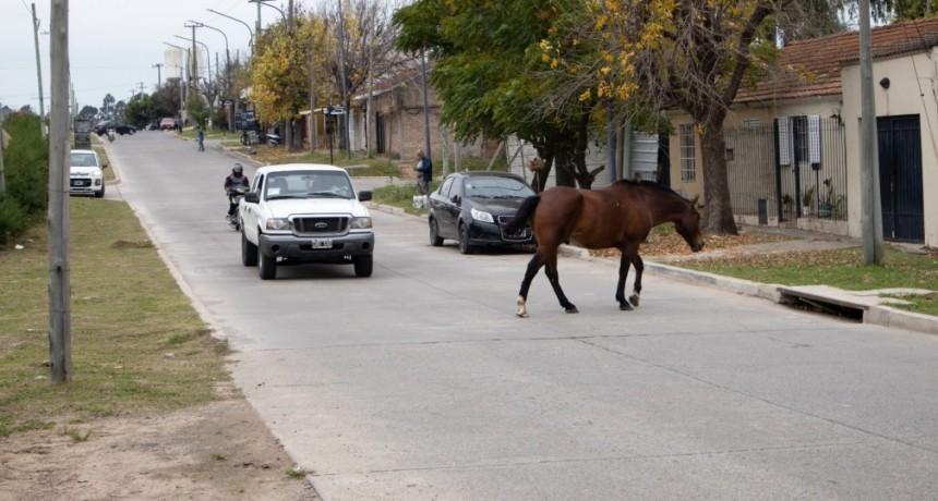 El Municipio firmó un convenio con una ONG para transferir los caballos secuestrados en la vía pública