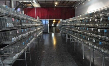 En el sal&oacute;n Ronald Nash Hoy se inaugura la Exposici&oacute;n de Canaricultores Roller Campana