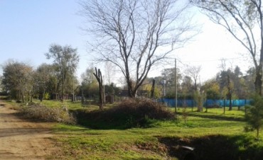 El Municipio informa sobre la poda de &aacute;rboles 