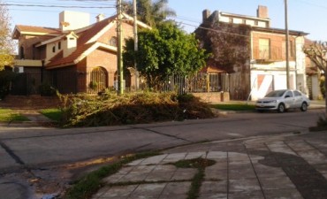 El Municipio recuerda las Normativas vigentes sobre la poda correctiva de &aacute;rboles y disposici&oacute;n de mont&iacute;culos