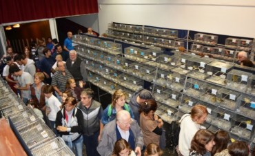 La Asociaci&oacute;n de Canaricultores Roller Campana realiz&oacute; su 27&ordm; Exposici&oacute;n Anual