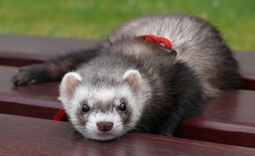 Mascotas, sanidad animal y salud p&uacute;blica : Nuevos animales dom&eacute;sticos
