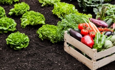 Lanzan un nuevo cronograma de talleres del programa Pro-Huerta