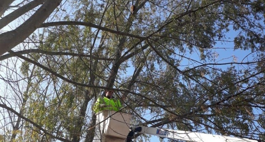 Defensa Civil rescat&oacute; un gatito atrapado en un &aacute;rbol 