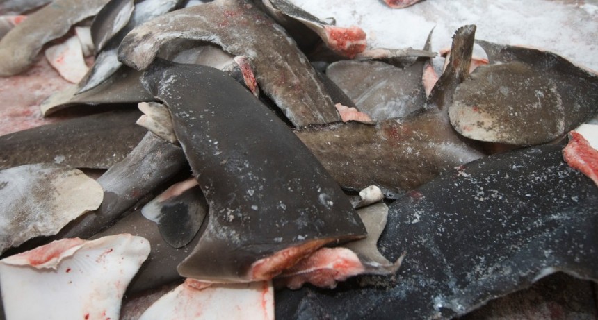 Millones de tiburones son asesinados en alta mar por la falta de regulaciones   