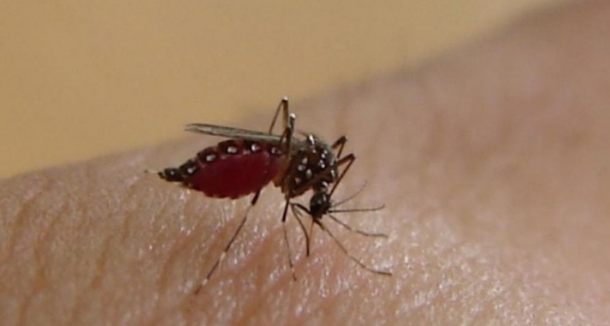 La región Centro lidera los casos de dengue, que superó los 45.000 en todo el país