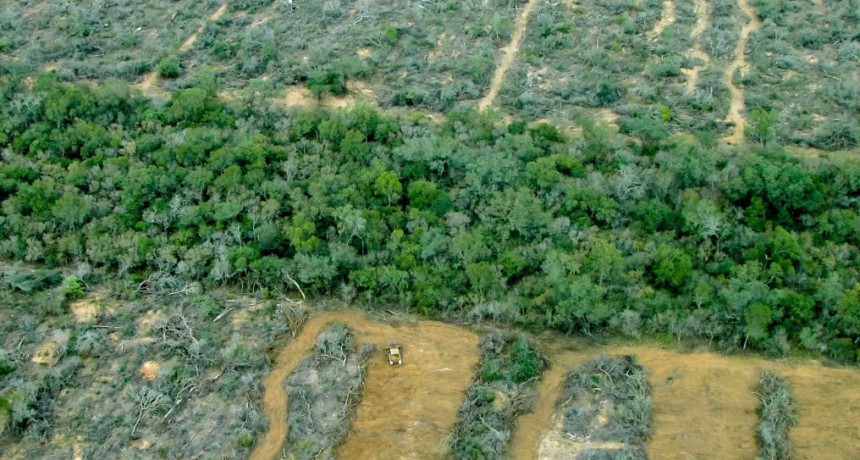 En Salta se deforestaron 3.000 hectáreas en tres meses