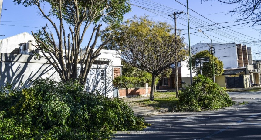 Detectan y labran actas por podas realizadas sin autorización municipal
