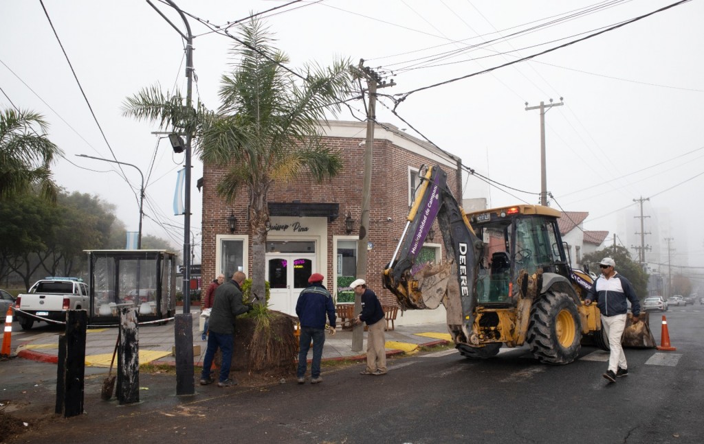 Ya fueron reubicadas las palmeras de Av. Mitre y Belgrano
