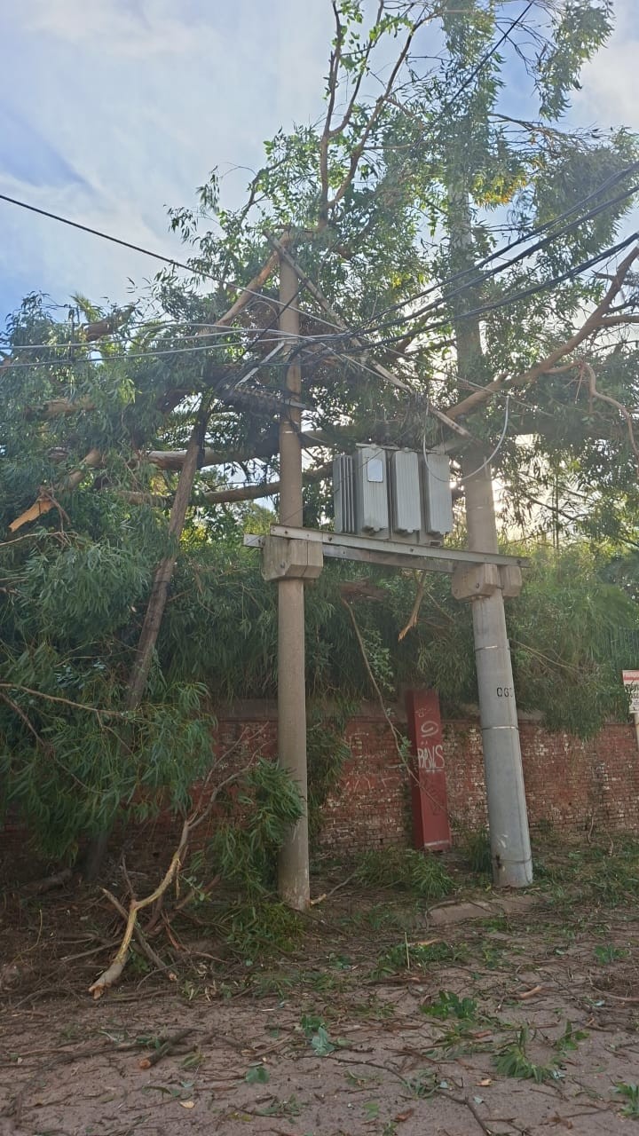 CAYÓ UN ÁRBOL SOBRE UN TRANSFORMADOR DE EDEN Y DEJÓ UN SECTOR DEL CENTRO DE CAMPANA SIN ELECTRICIDAD