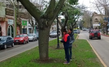 Contin&uacute;a el censo para relevar el arbolado urbano 