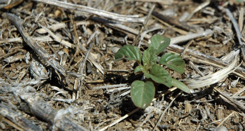 Syngenta  present&oacute; estrategias para el control de malezas pensando en la pr&oacute;xima campa&ntilde;a de grano grueso
