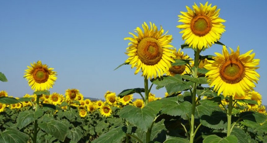 Por las mermas en Ucrania y Rusia Cae la expectativa de producci&oacute;n mundial de girasol