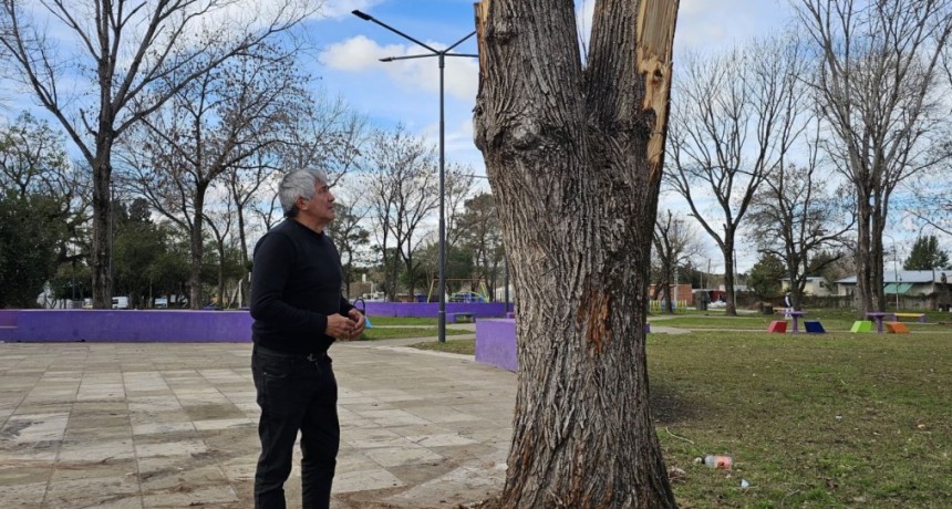 Fuerza Patria denunci&oacute; la destrucci&oacute;n de &aacute;rboles hist&oacute;ricos y pidi&oacute; reforestar la plaza de Otamendi