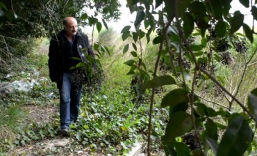 Cazador pidi&oacute; deforestar un predio en el barrio Villanueva