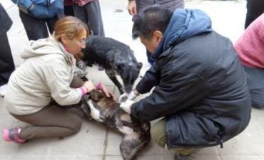 El Municipio llev&oacute; a cabo el Operativo de Desparasitaci&oacute;n y Vacunaci&oacute;n de Mascotas en Centros de Evacuados