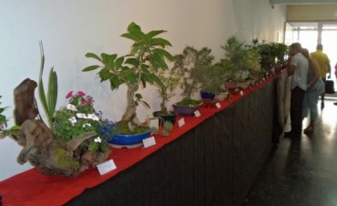 Inscripci&oacute;n para el Taller de Bonsai dictado por la Prof. Graciela Jacob