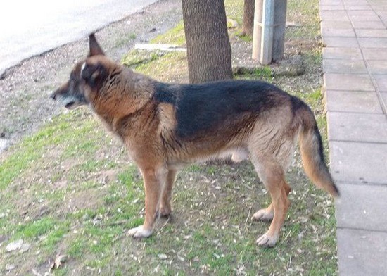 Bromatología y Zoonosis puso en resguardo a un perro callejero denunciado por vecinos