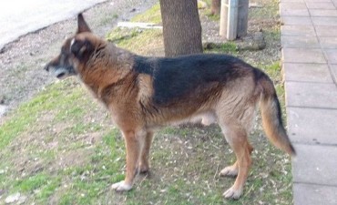 Bromatolog&iacute;a y Zoonosis puso en resguardo a un perro callejero denunciado por vecinos