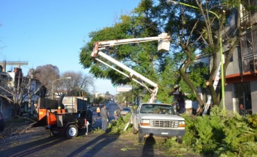 El Municipio avanza con la poda correctiva del arbolado p&uacute;blico