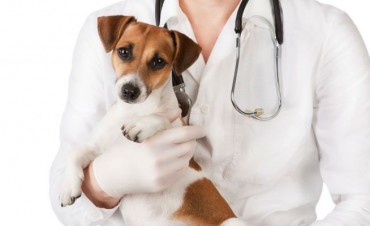  6 de agosto D&iacute;a del Veterinario
