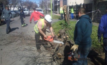 Defensa Civil intervino para evitar que un &aacute;rbol caiga en la v&iacute;a p&uacute;blica 