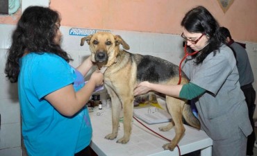 Se castraron 100 animales gratis a trav&eacute;s del programa Protenencia   