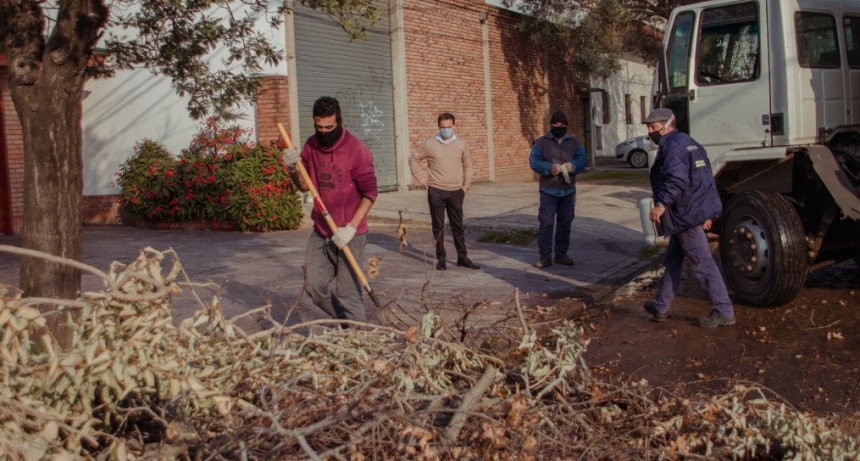 Recuerdan que no se puede realizar poda sin la autorización municipal