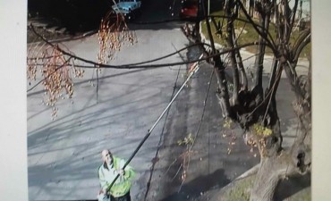 Realizan una poda correctiva para mejorar la visualizaci&oacute;n de las c&aacute;maras del CIMoPU