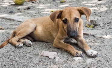 Bromatolog&iacute;a y Zoonosis: regresan los operativos de castraci&oacute;n y vacunaci&oacute;n
