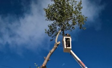 Finaliz&oacute; la temporada de poda de invierno: el Municipio intervino en el mantenimiento de 2.400 &aacute;rboles  