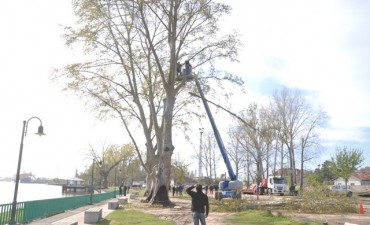 El Municipio trabaja en el arbolado p&uacute;blico de la costanera 