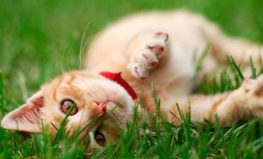 Zoonosis: los riesgos ocultos a la vuelta de la esquina