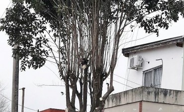 Finaliz&oacute; la temporada de poda invernal