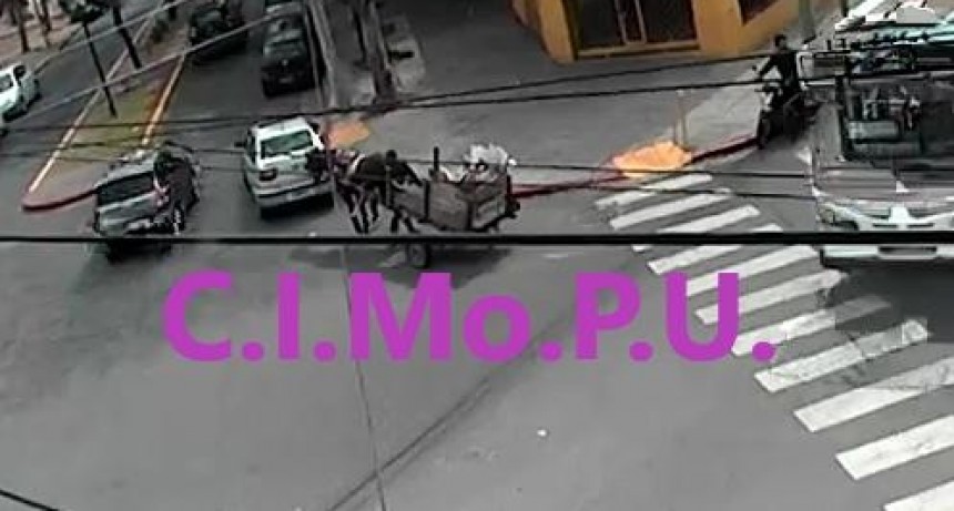 Tracci&oacute;n a sangre: el Municipio secuestr&oacute; un caballo que era maltratado en la v&iacute;a p&uacute;blica