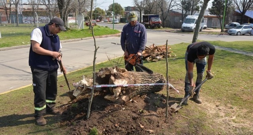 El Municipio reacondicion&oacute; el arbolado de la plaza 1&ordm; de Mayo
