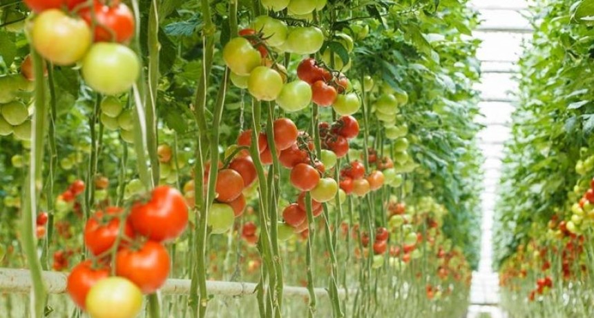 El primer invernadero hidropónico automatizado de Campana promueve la sustentabilidad y la inclusión