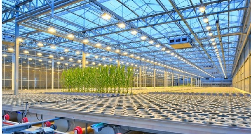 Bio Revolución en semillas: el camino de Bayer para alcanzar un sistema alimentario sostenible