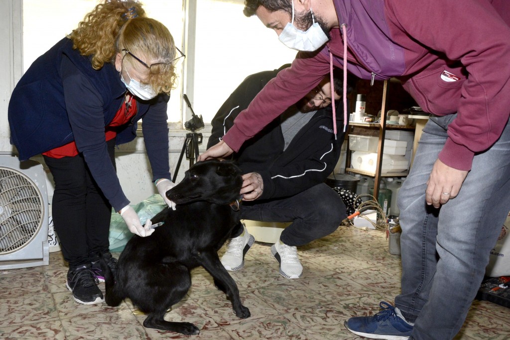 El Municipio vacunó a más de 250 perros y gatos en Don Francisco tras el hallazgo de un murciélago con rabia 