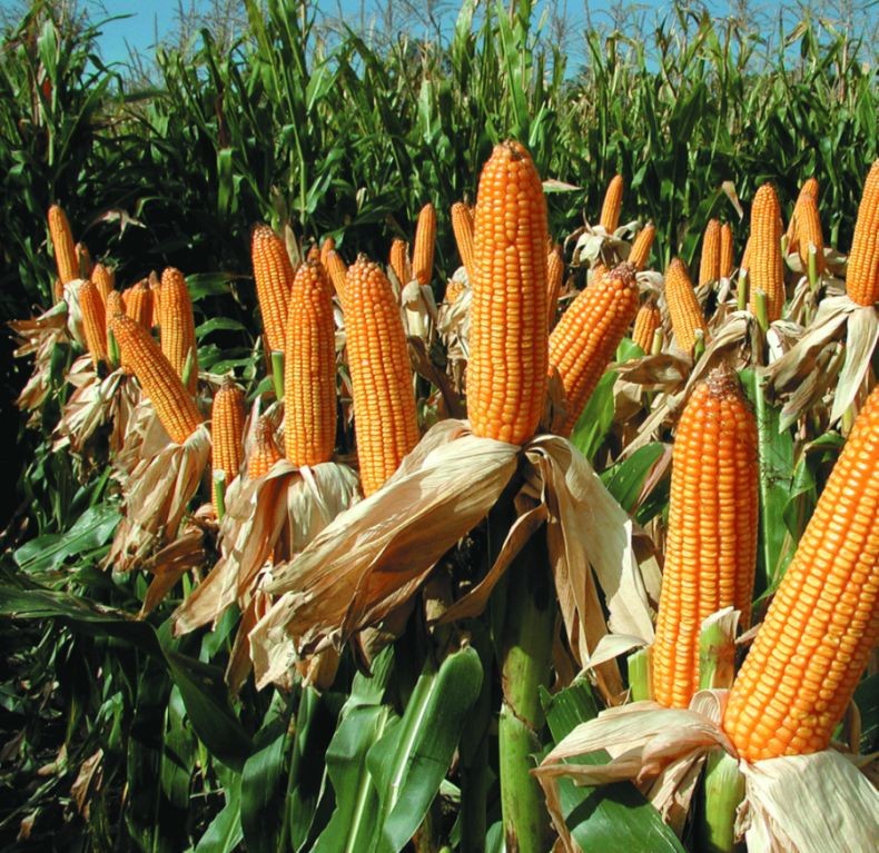 La Campaña de maíz 2023 en Argentina en camino de establecer un récord histórico