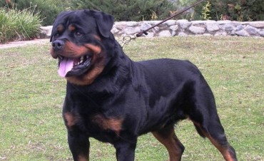 Presentaron proyecto buscando reglamentar la tenencia de perros potencialmente peligrosos