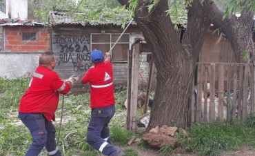 Ante una inminente ca&iacute;da sobre una vivienda, se pod&oacute; un &aacute;rbol de gran tama&ntilde;o 