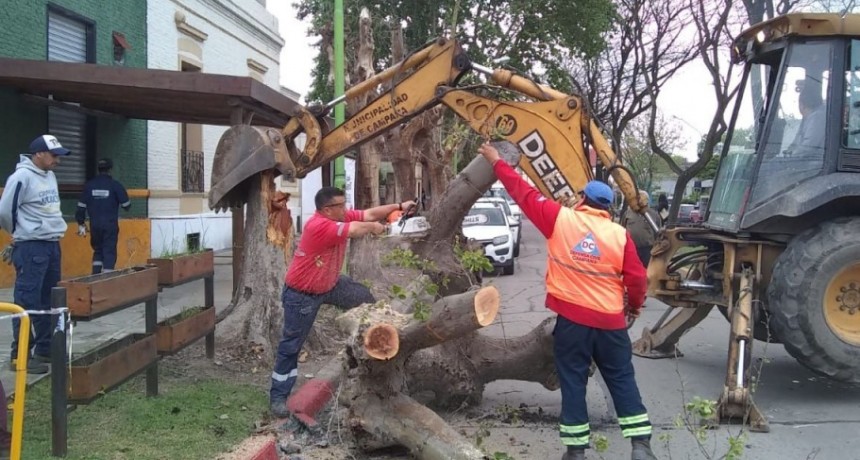 Sarmiento y Becerra: retiran un frondoso &aacute;rbol a punto de caer