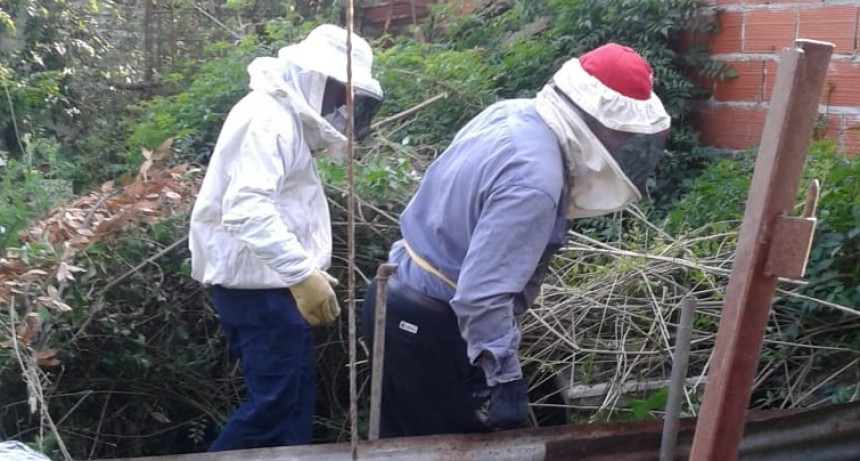 Personal municipal recupera panales de abejas ubicados en un domicilio 