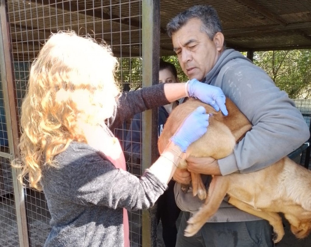 En un operativo especial, el Municipio vacunó a más de 100 perros en APAC