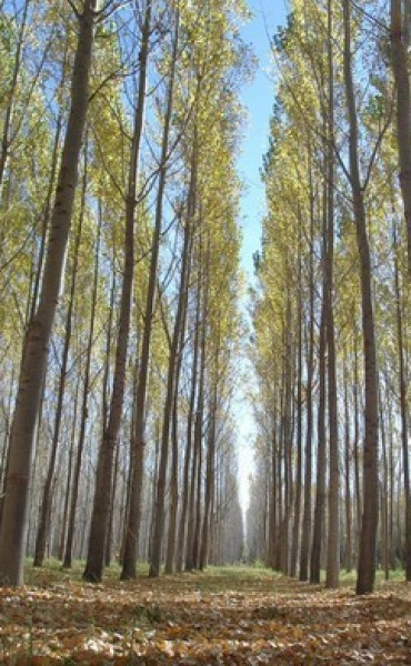 La industria local de la madera de Salic&aacute;ceas del Delta de Campana