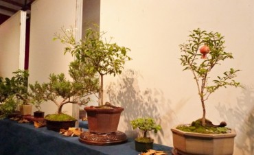 Edificio &ldquo;6 de Julio&rdquo;: Hoy y ma&ntilde;ana se realiza la &ldquo;Expo Bonsai 2014&rdquo;
